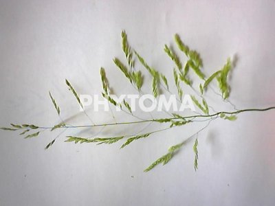 Detalle espiga 